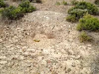 Sand 132 004.webp