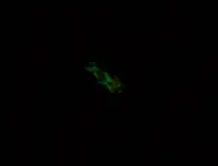 100_1225.webp