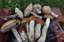 DSCF9385.webp