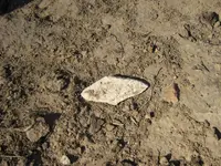 IMG_2572 (1280x960).webp