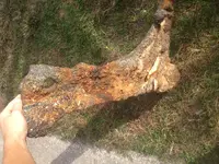 beach find 13.webp