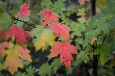 color change 1.webp