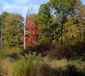 color change 2.webp