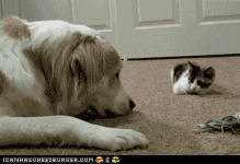 kitty boop dog.gif