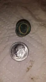 copper rivet.webp