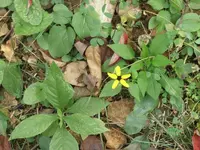 044.webp