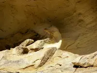 bird in rock 3.webp