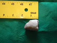 fossil1.webp