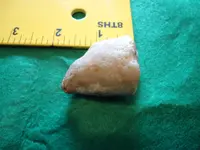 fossil2.webp
