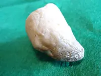 fossil4.webp