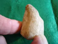 fossil7.webp