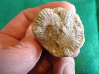 fossil8.webp