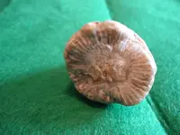fossil10.webp