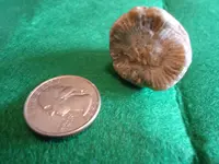fossil11.webp