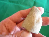 fossil12.webp