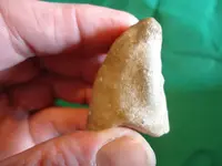 fossil13.webp