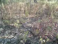 Quary Hill 005.webp Quary Hill 005.webp