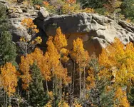 fall aspens.webp