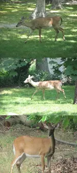 Defianant Deer.webp