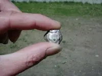 whole ring.webp
