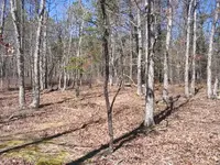 site217.webp