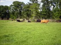 Cowsonriver2.webp