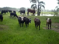 Cowsonriver.webp Cowsonriver.webp