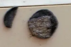 cookie barber 2.webp