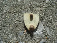 2009_1002stainwalnut0008.webp