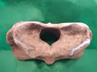 vertebra2.webp