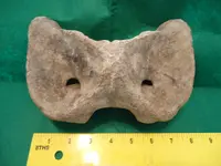 vertebra3.webp
