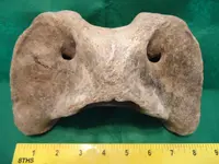 vertebra4.webp