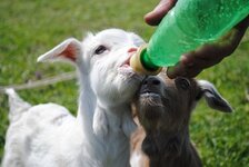 goat-kid-bottle.jpg
