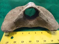 vertebra5.webp