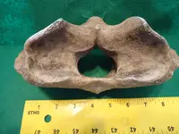 vertebra6.webp
