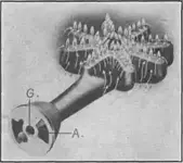 Fig-180-Detroit-Jewel-one-piece-star-shaped-burner.webp