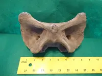 vertebra7.webp