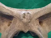 vertebra8.webp