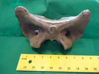 vertebra eyes.webp