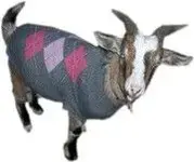 goatTonalArgyle.webp