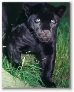 jaguar2.webp