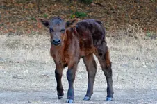 DSC_2798calfsmsz.webp