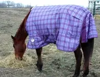 HorseBlanket.webp