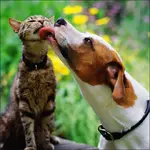 dog-cat-540x540.webp