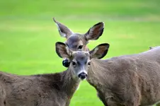 DSC_2688deer.webp