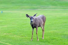 fawn.webp