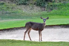 bunkereddeer.webp