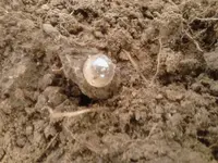 BALLEARRING2.webp