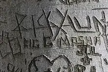 Scarred_American_Beech_Bark.webp