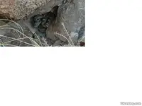 greenrattler.webp